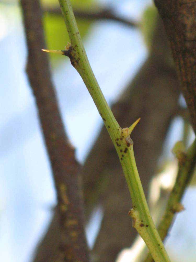            First year twig (Pink Variegated, Winter Haven, FL)   